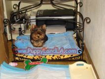 teacup yorkie